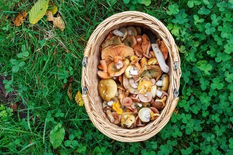 Overhead view of a wicker basket filled with wild edible russula, saffron m.. Stock Photos