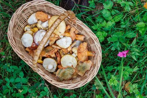 Overhead view of a wicker basket filled with wild edible russula, saffron m.. Stock Photos