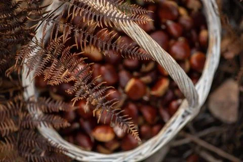 Overhead view of a wicker basket filled with chestnuts Stock Photos