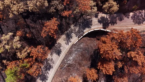 Overhead view of a winding road and bridge surrounded by fire-damaged trees 動画素材 345104043
