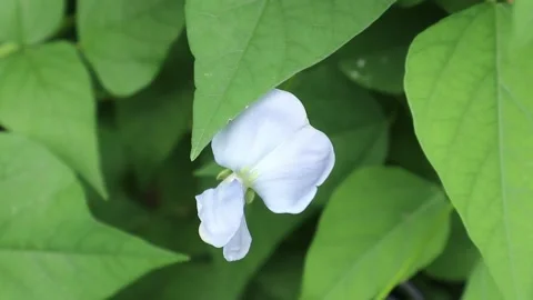 Overhead view of a winged bean flower is slowly shaken by the wind Video stock 161832277