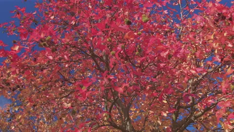 Overhead view of yellow and red autumn leaves, London, United Kingdom Stock-Footage 293125117