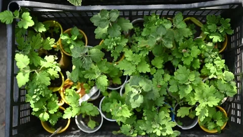 Overhead view of young seedlings grass in a pots Vídeo Stock 166198704
