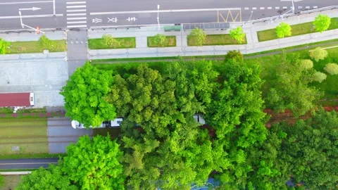 Overhead white tram emerging beside tree canopies in Guangzhou China Stock Footage 346032587