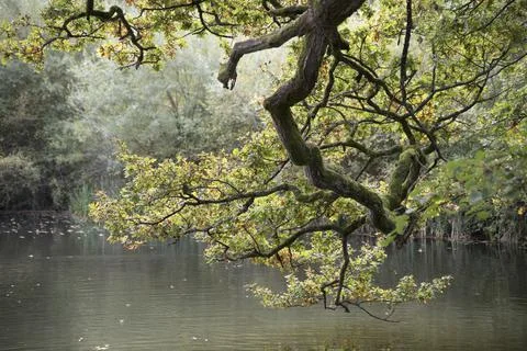 Overhung tree branch Stock Photos
