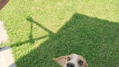 Overjoyed Senior Beagle Barking and Jumping for Treat Stock Footage 320020967