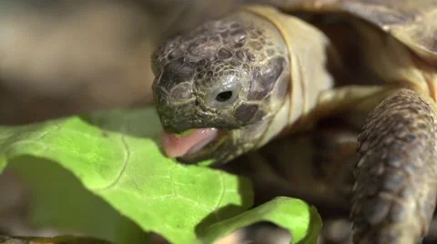 The overland turtle appetizingly eats green lettuce leaves macro slow motion Video stock 55645872