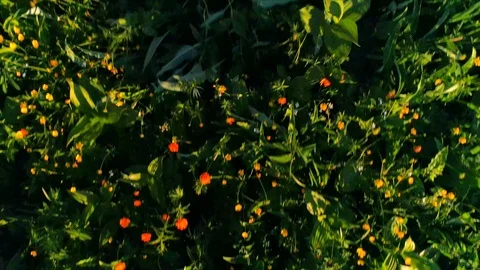 Overlap in the concept of summer forest and fields Stock Footage 108654270