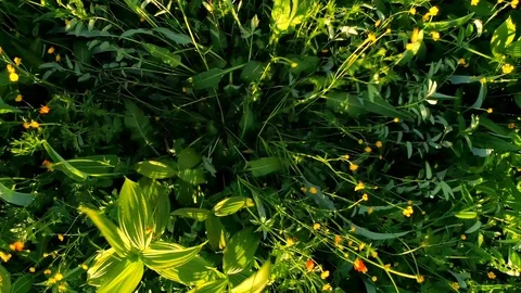 Overlap in the concept of summer forest and fields Stock Footage 108654312