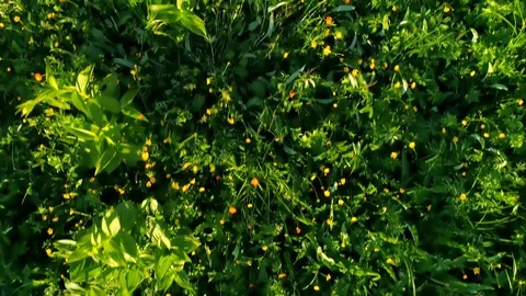 Overlap in the concept of summer forest and fields Stock Footage 108654313