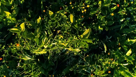 Overlap in the concept of summer forest and fields Stock Footage 108654665