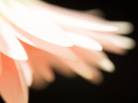 Overlap of delicate petals of gerbera daisy Stock Photos