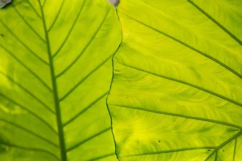 Overlapping Backlit Tropical Leaves Form Natural Abstract Pattern Stock Photos