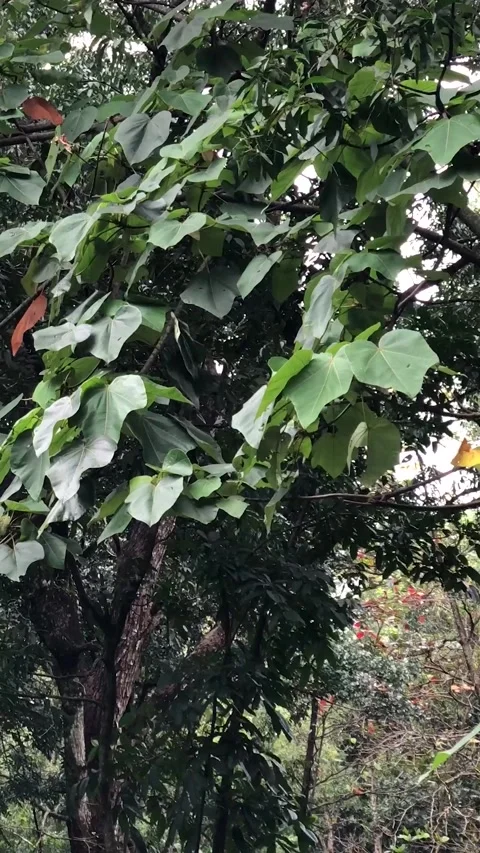 Overlapping Broad Leaves Around a Textured Tropical Tree Trunk Vidéo 342313438