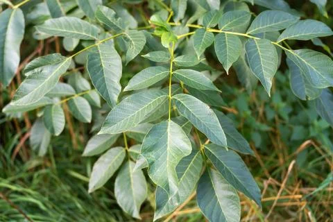 Overlapping Compound Walnut Leaves with Prominent Veins Stock Photos