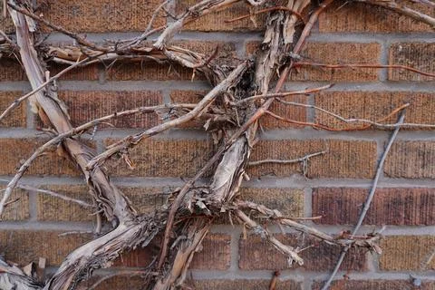Overlapping dry vine branches against a textured brick wall Stock Photos