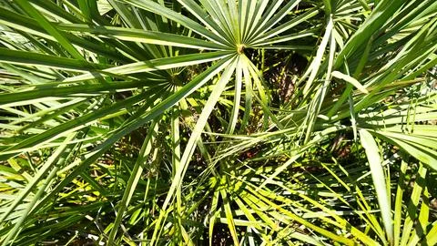 Overlapping Fan Palm Leaves Pattern Close Up Stock Photos