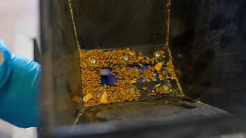 Overlapping the grain feed into the electric mill, grinding wheat Stock Footage 310251481