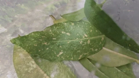 Overlapping green leaves with speckled patterns creating animation effect in Stock Footage 305885189