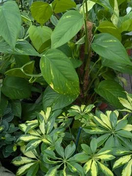 Overlapping Greenery Creates Textured Scenery. Vivid Layered Plant Cover Of.. 库存照片