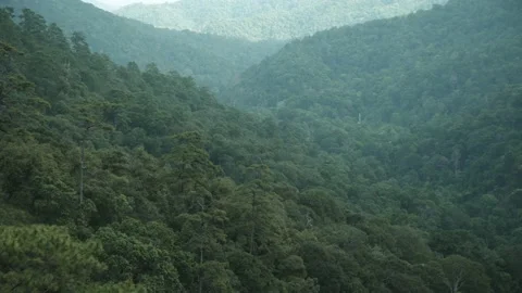 Overlapping Rich green forests in the mountains Stock Footage 174646774