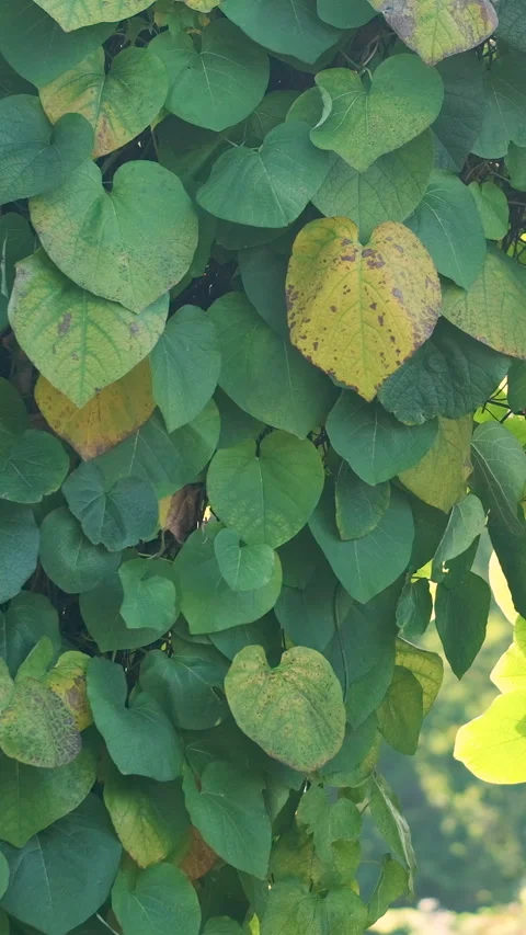 Overlapping Round Green Leaves Create a Lush Botanical Pattern Outdoors Stock Footage 348390407