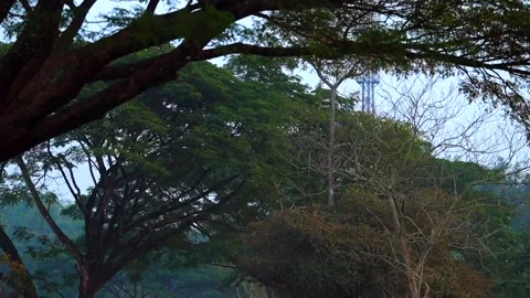 Overlapping tree branches forming natural canopy in rural forest landscape Stock Footage 326988147