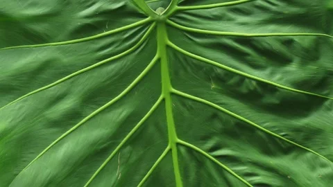 Overlapping tropical tree leaf with visible veins. 動画素材 330611738