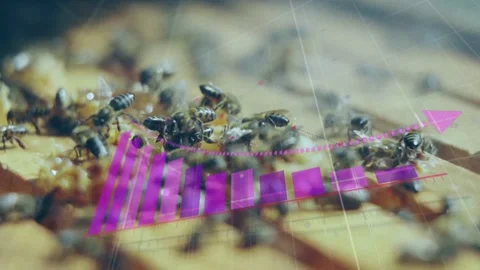 Overlay appearing, magenta bars expanding over bees, trend line rising, showing Stock Footage 333336833