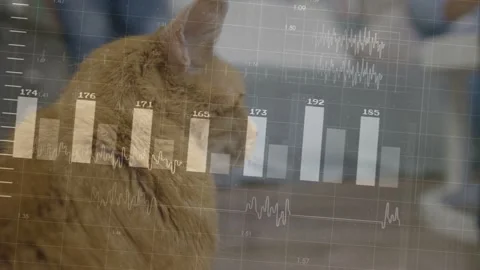 Overlay appearing over ginger tabby cat, bars changing and rotating, settling, Stock Footage 332956192