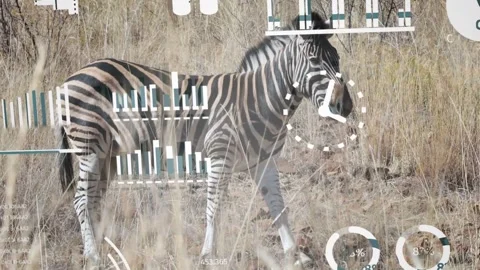 Overlay appearing triggers zebra walking right, graphics growing across flank to Stock Footage 333170180