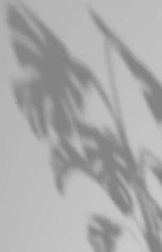 Overlay backdrop with a window frame shadow using as background  RECORD DA... Stock Photos