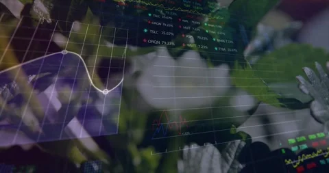 Overlay fading in and plotting percent labels over strawberry plant, tracking Stock Footage 331380011