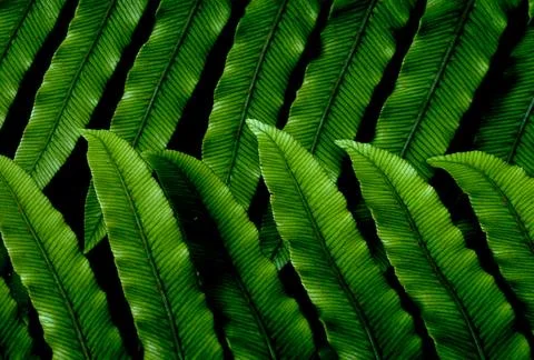 Overlay green leaf pattern Stock Photos