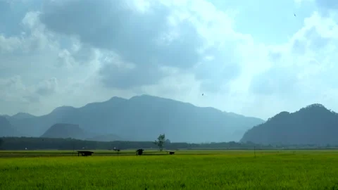 Overlay Rice Fields With Mountains In Background. Beauty in nature 動画素材 151685351