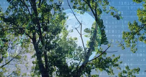 Overlaying binary code onto deciduous tree canopy under clear blue sky, 库存照片