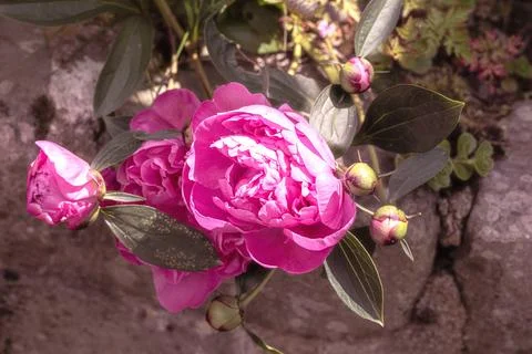 Overloaded peony needs support Foto stock