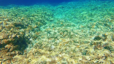 Overlook to the bottom of the ocean ground with various corals lay flat close to Stock Footage 279144341