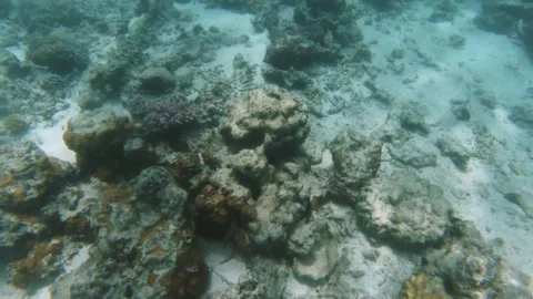 Overlook underwater lagoon of corals Acropora digitifera brain coral Platygyra D Stock Footage