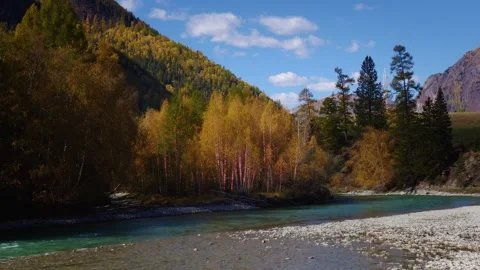 Overlooking a beautiful autumn forest Stock Footage 296864343