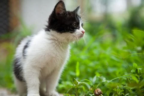 Overlooking cat Stock Photos