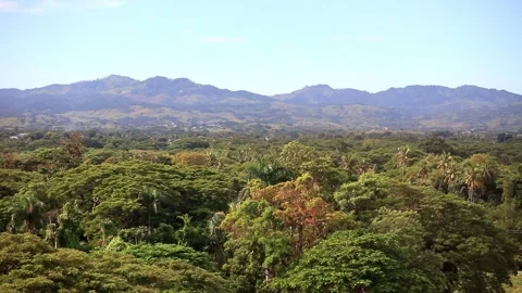 Overlooking forest canopy Видео 153250874