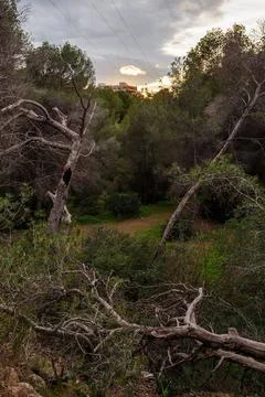 Overlooking the Forest Clearing in Benidorm Stock Photos