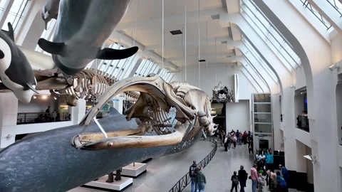 Overlooking the impressive blue whale skeleton suspended in the Mammals Gallery Vidéo 331200939