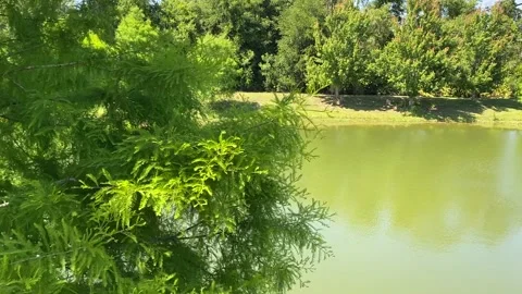 Overlooking a Pond and Trees Stock Footage 232400829