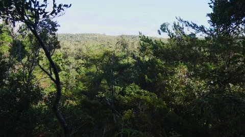 Overlooking the Rainforest Stock Footage 88565872