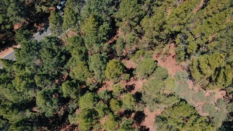 Overlooking the valley in thick clouds and pine forest. The camera moves upwards Stock Footage 110895965