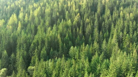 Overlooking View of Dense Forest in the Carpthian Mountains Stock Footage 135849758