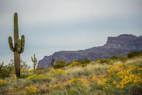 An overlooking view of nature in Apache Junction, Arizona Stock Photos