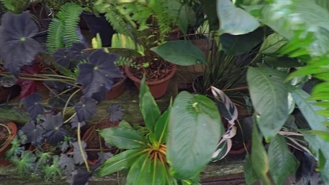 Overlooking View of Plants in a Sri Lankan Greenhouse Stock Footage